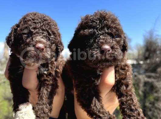 Mükemmel Güzellikte Lagotto Yavrularımız görsel