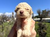 Mükemmel Güzellikte Lagotto Yavrularımız