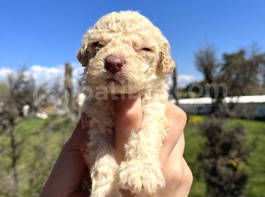 Mükemmel Güzellikte Lagotto Yavrularımız görsel