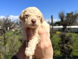 Mükemmel Güzellikte Lagotto Yavrularımız