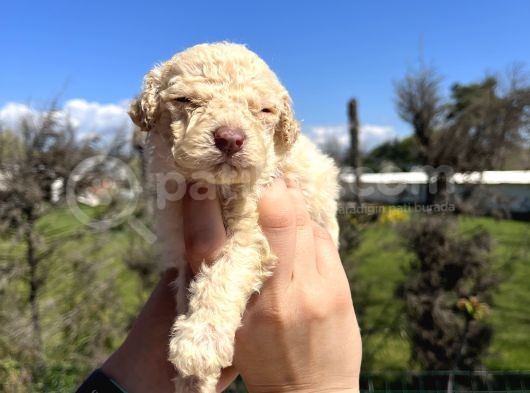 Mükemmel Güzellikte Lagotto Yavrularımız görsel