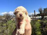 Mükemmel Güzellikte Lagotto Yavrularımız