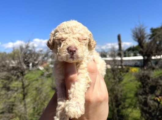 Mükemmel Güzellikte Lagotto Yavrularımız görsel