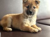 Shiba Inu Yavrular