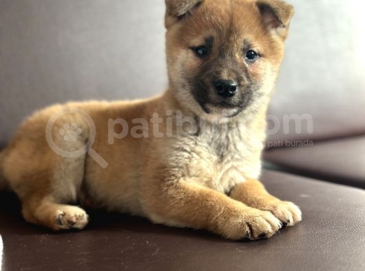 Shiba Inu Yavrular görsel