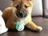 Shiba Inu Yavrular