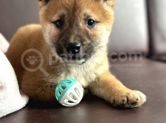 Shiba Inu Yavrular görsel
