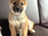 Shiba Inu Yavrular