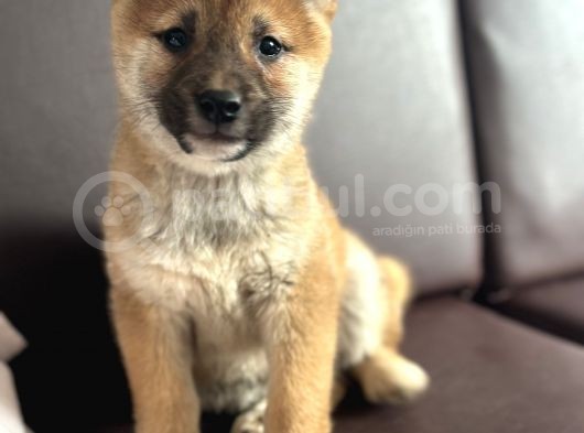 Shiba Inu Yavrular görsel
