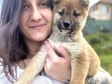 Shiba Inu Yavrular