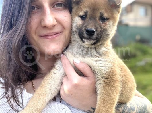 Shiba Inu Yavrular görsel