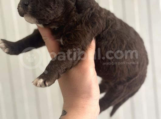 Logotto Bebekler görsel