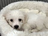 Maltese Terrier