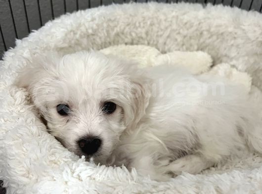 Maltese Terrier görsel