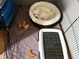 Maltese Terrier