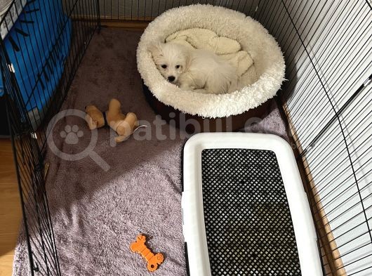 Maltese Terrier görsel