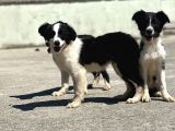Border Collie Bebekler