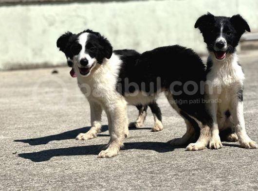 Border Collie Bebekler görsel