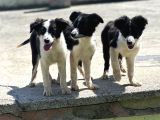 Border Collie Bebekler