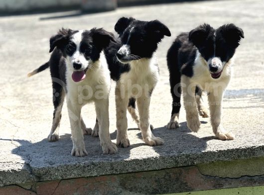 Border Collie Bebekler