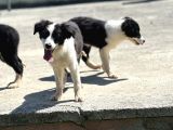 Border Collie Bebekler
