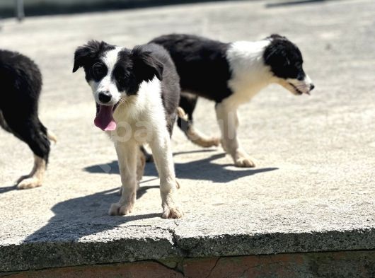 Border Collie Bebekler görsel
