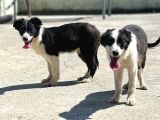 Border Collie Bebekler