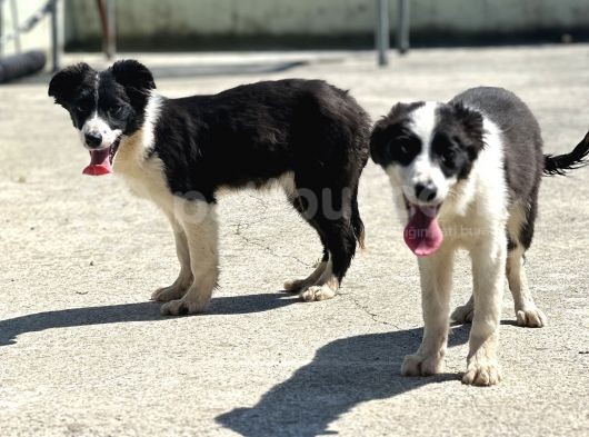Border Collie Bebekler görsel
