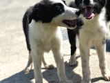 Border Collie Bebekler