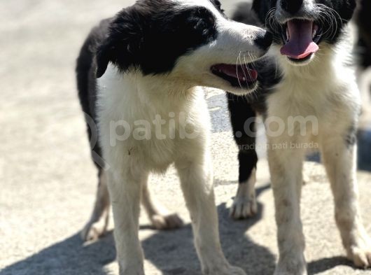 Border Collie Bebekler görsel