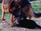 Safkan Yavrular Anne Baba Fuull Scr Li̇