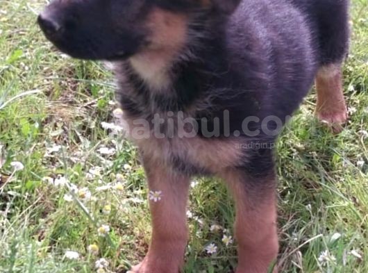 Safkan Yavrular Anne Baba Fuull Scr Li̇ görsel