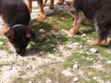 Safkan Yavrular Anne Baba Fuull Scr Li̇