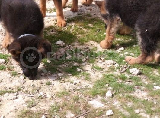 Safkan Yavrular Anne Baba Fuull Scr Li̇ görsel