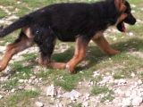 Safkan yavrular Anne baba FUULL SCR Lİ
