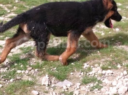 Safkan Yavrular Anne Baba Fuull Scr Li̇