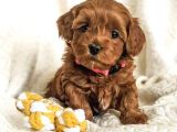 Tooy poodle cinsi yavrular DİŞİ erkek mevcuttur 