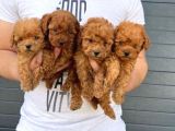 toy poodle bebekler