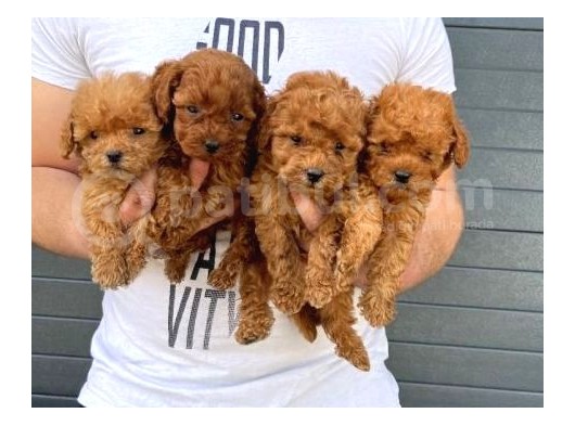 Toy Poodle Bebekler