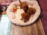 Toy Poodle Bebekler