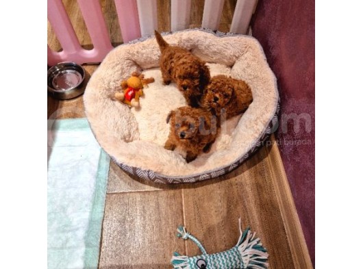 Toy Poodle Bebekler görsel