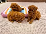 Toy Poodle Bebekler