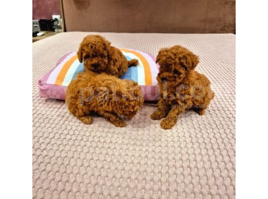 Toy Poodle Bebekler görsel