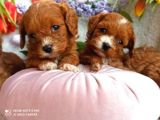 Toy Poodle Yavruları