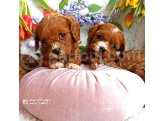 Toy Poodle Yavruları görsel