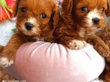 Toy Poodle Yavruları