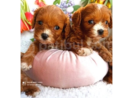 Toy Poodle Yavruları görsel