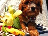 toy poodle yavruları