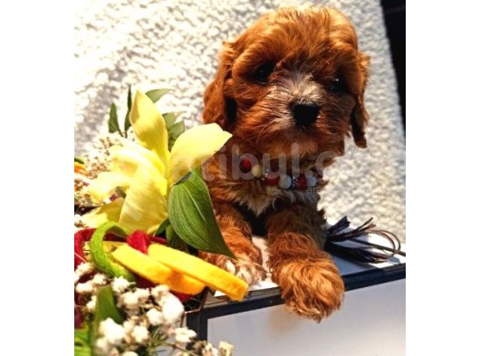 Toy Poodle Yavruları