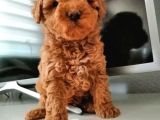mükemmel toy poodle bebekler
